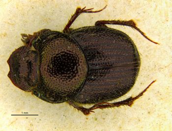 Media type: image;   Entomology 36155 Aspect: habitus dorsal view